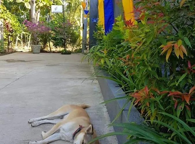 Mias Jungle House لوفينا